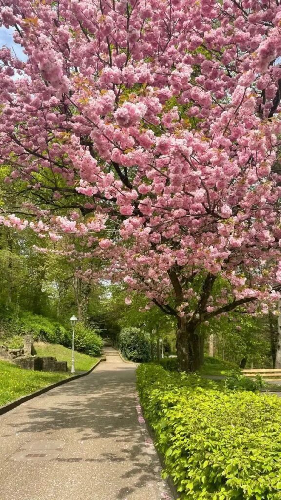 Early Spring Aesthetic Wallpaper Easter Pictures Iphone Flowers Pink